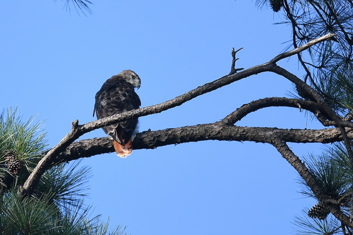 Red-tailed Hawk - ML622790384