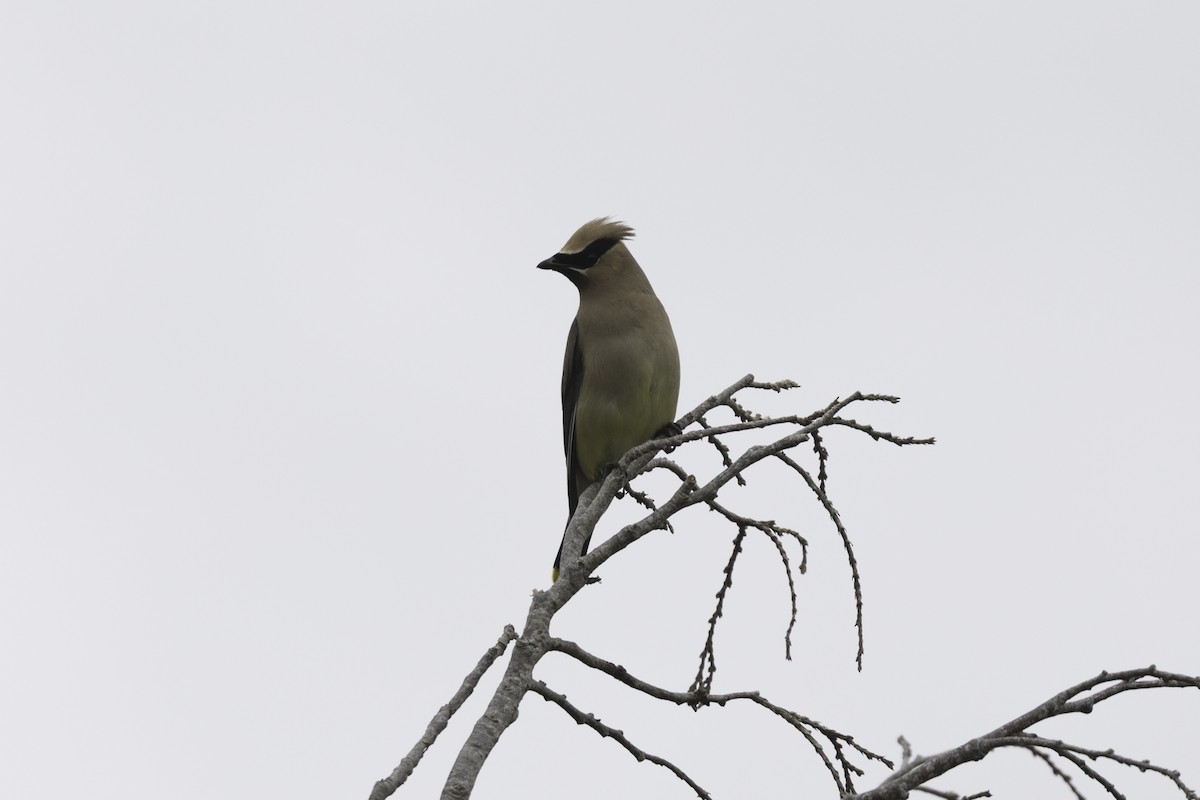 Cedar Waxwing - ML622790390