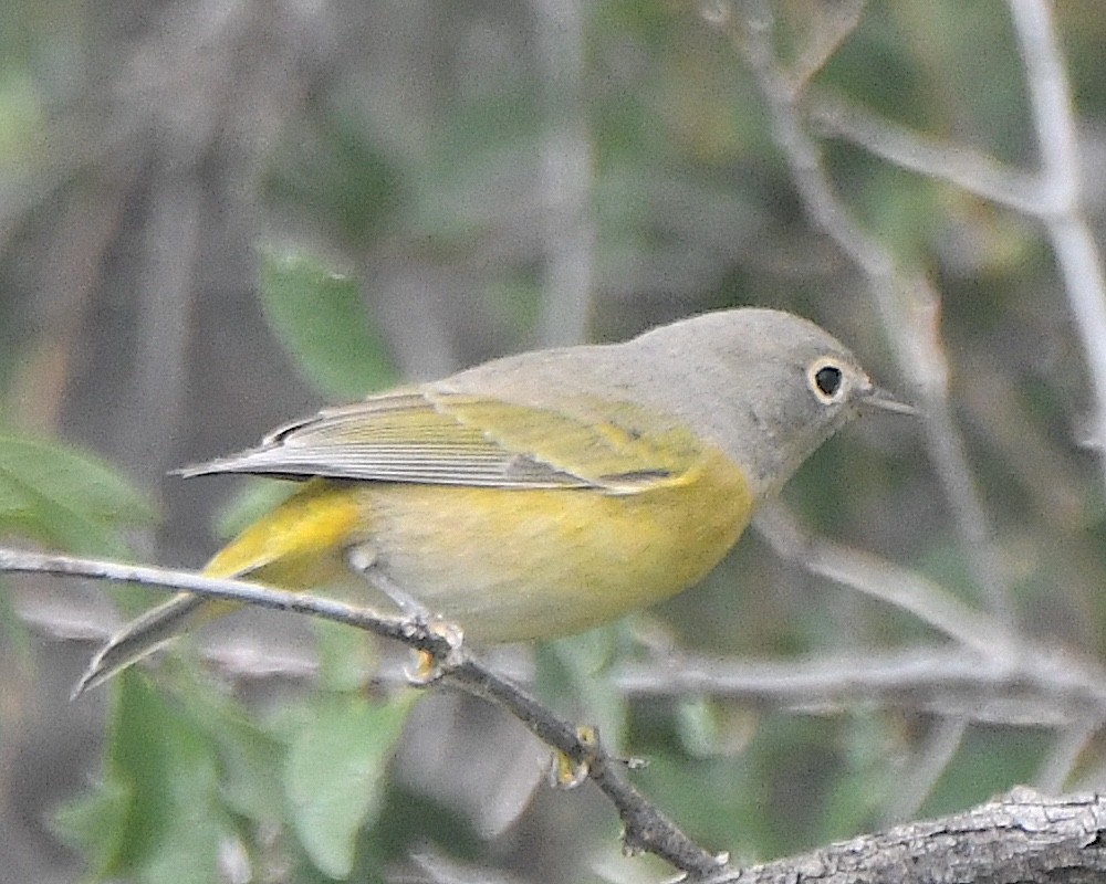 Nashville Warbler - ML622790393