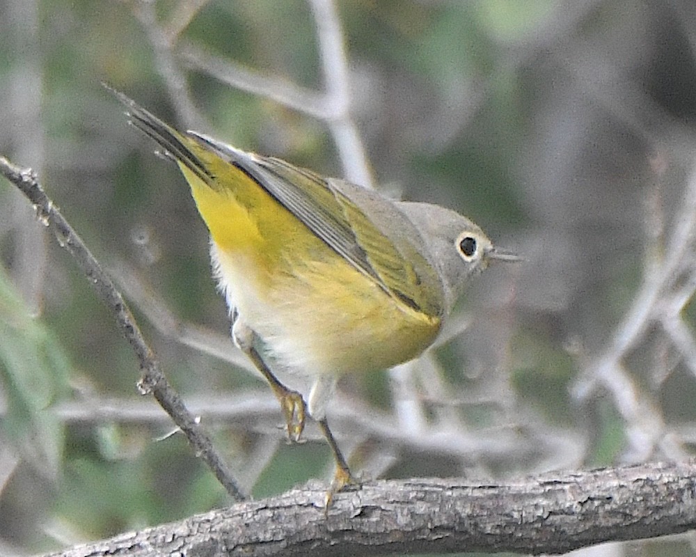 Nashville Warbler - ML622790400