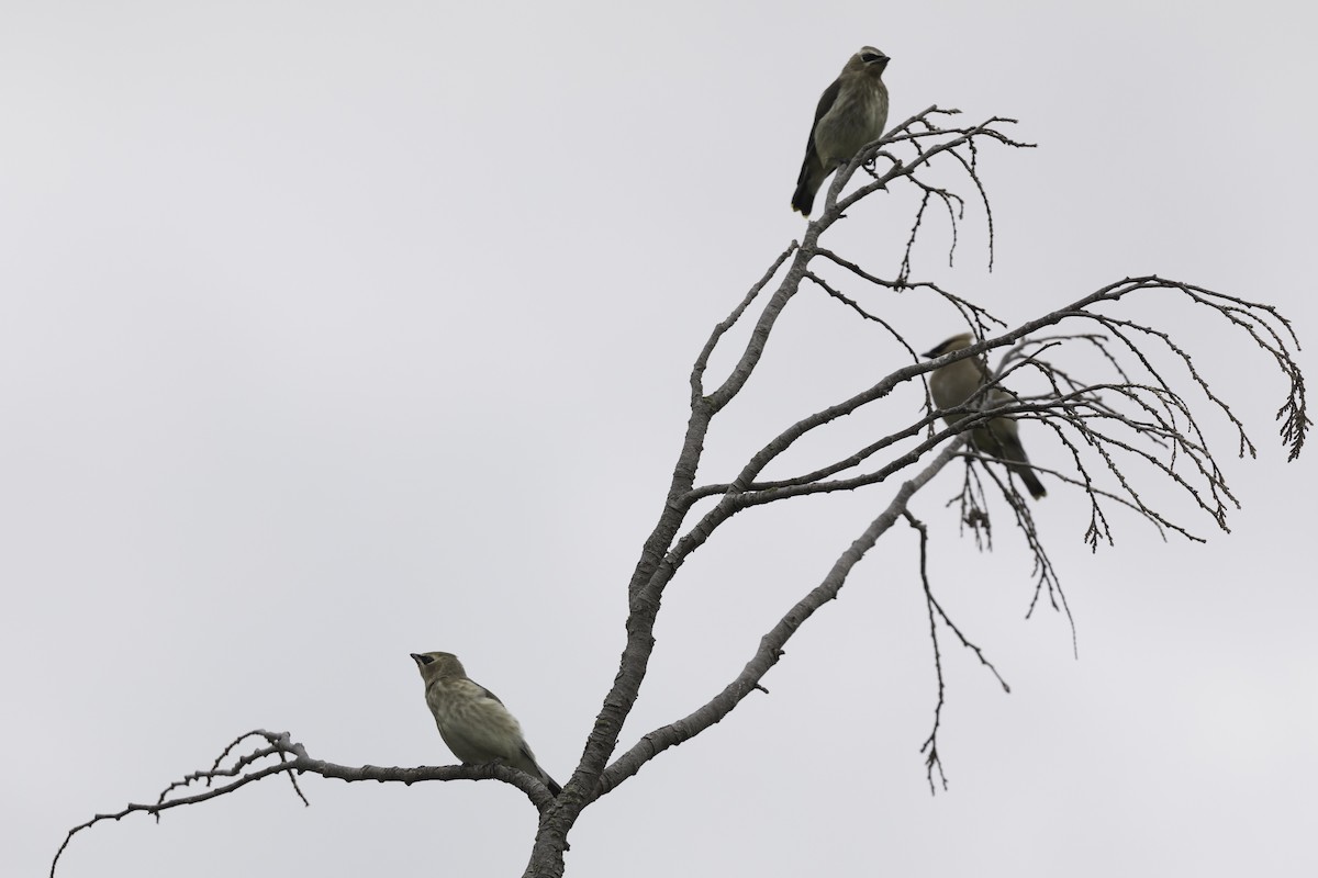 Cedar Waxwing - ML622790409