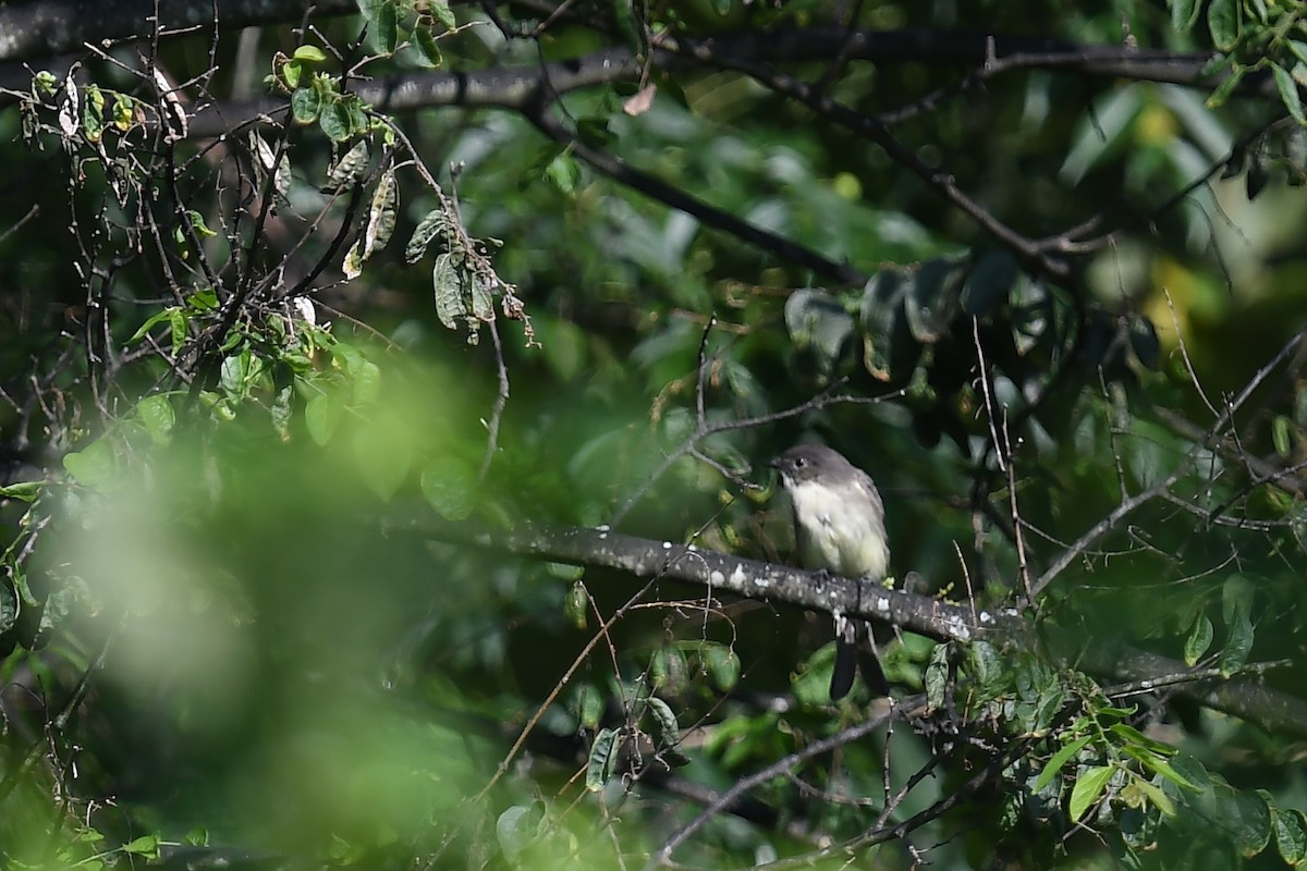 Eastern Phoebe - ML622790416