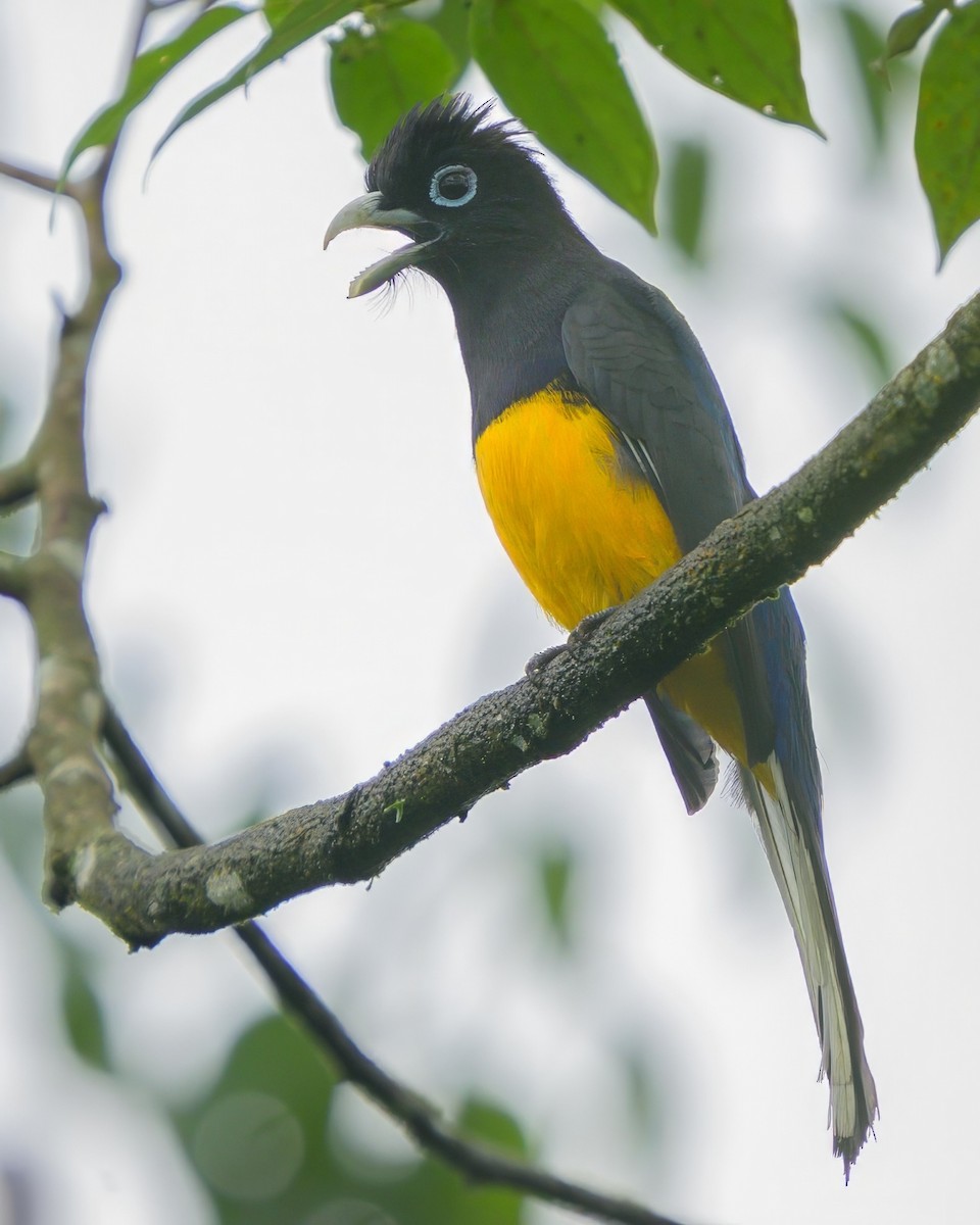 Ak Kuyruklu Trogon - ML622790426