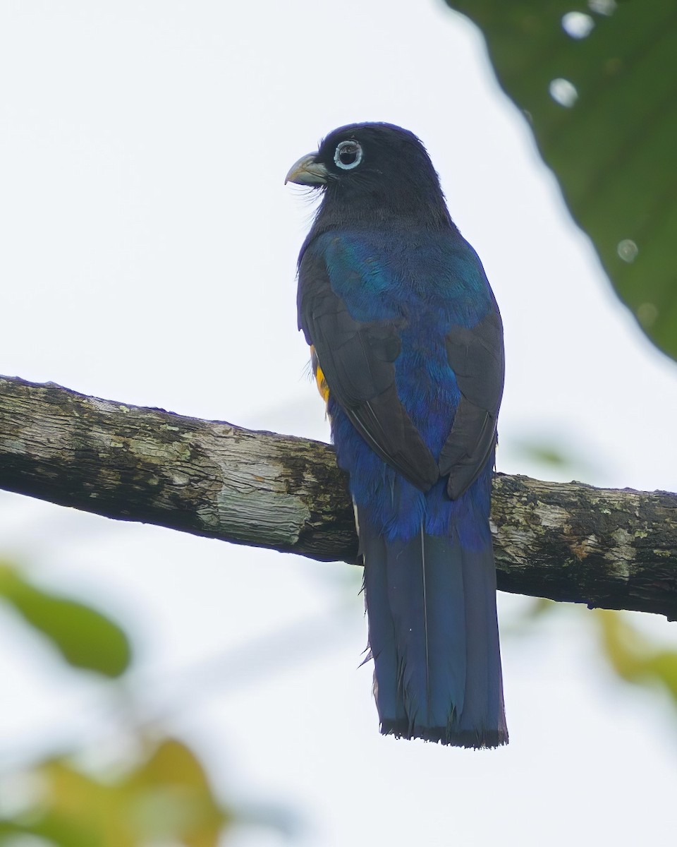 Ak Kuyruklu Trogon - ML622790427