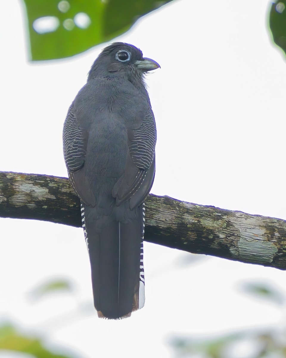 Ak Kuyruklu Trogon - ML622790428