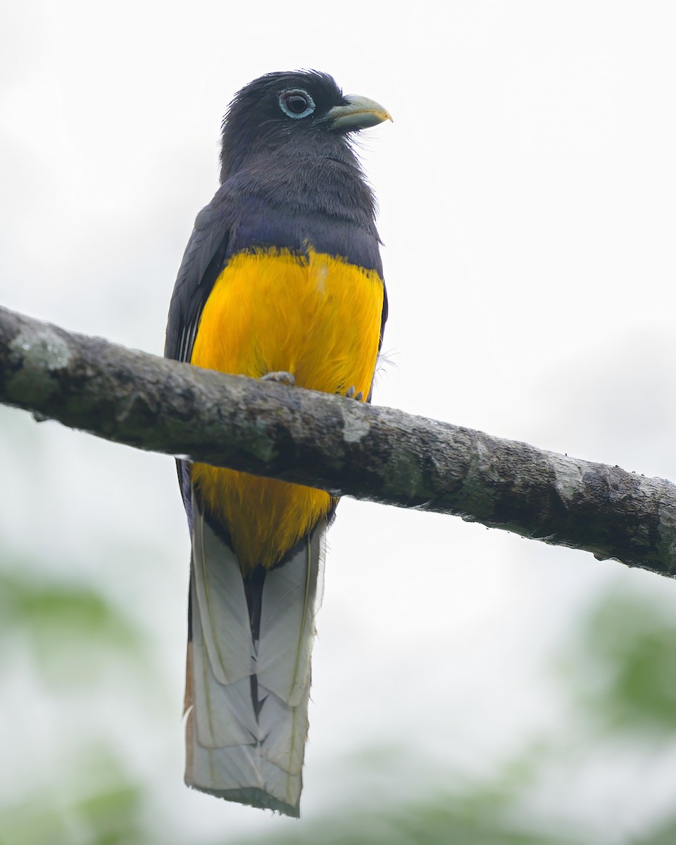 Ak Kuyruklu Trogon - ML622790429