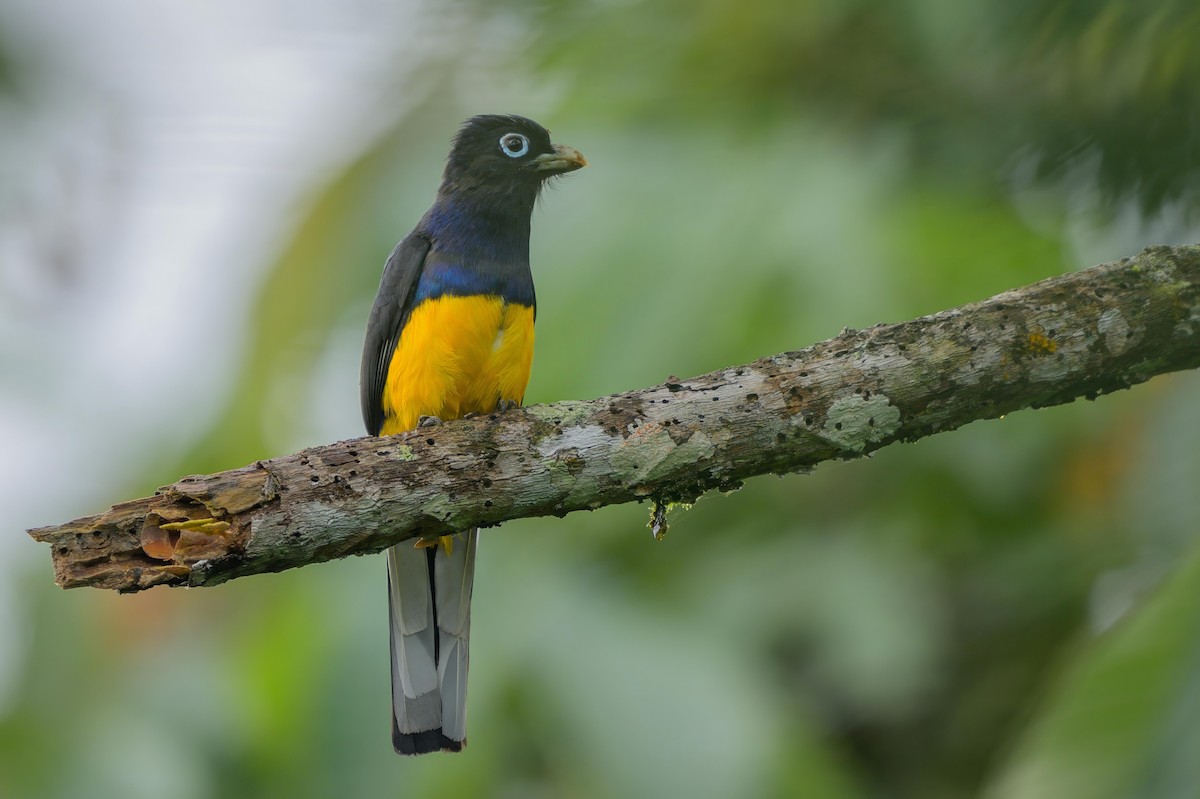 Ak Kuyruklu Trogon - ML622790430