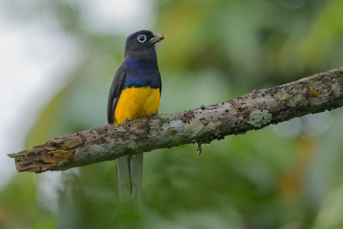 Ak Kuyruklu Trogon - ML622790431