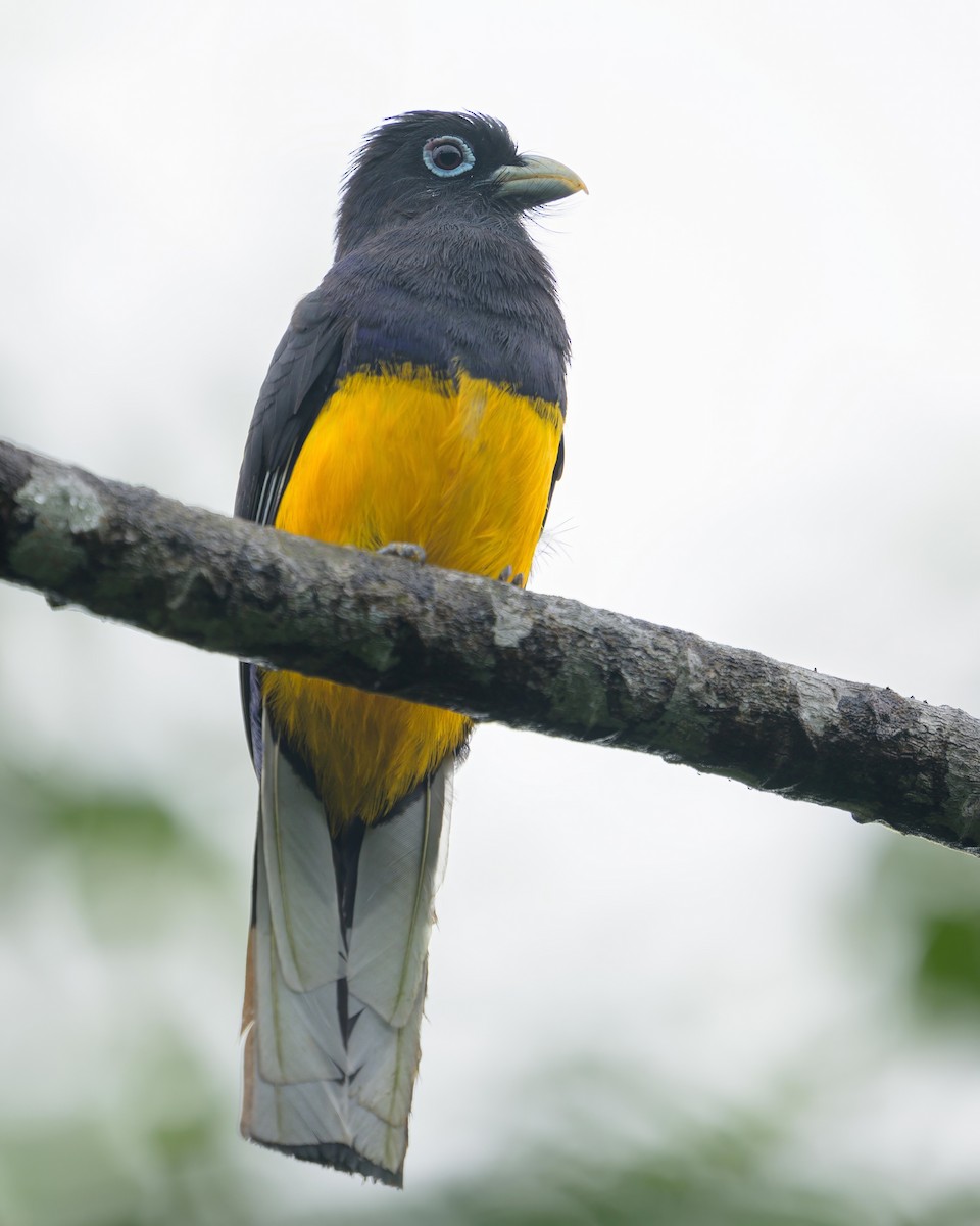 Ak Kuyruklu Trogon - ML622790432