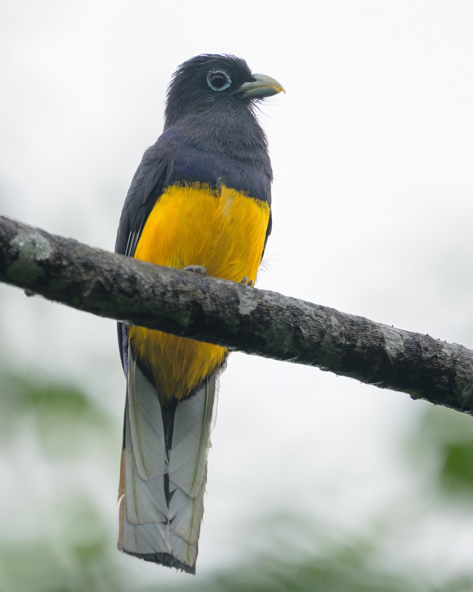 White-tailed Trogon - Sean Crockett