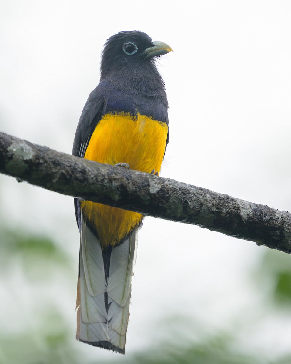 Ak Kuyruklu Trogon - ML622790434