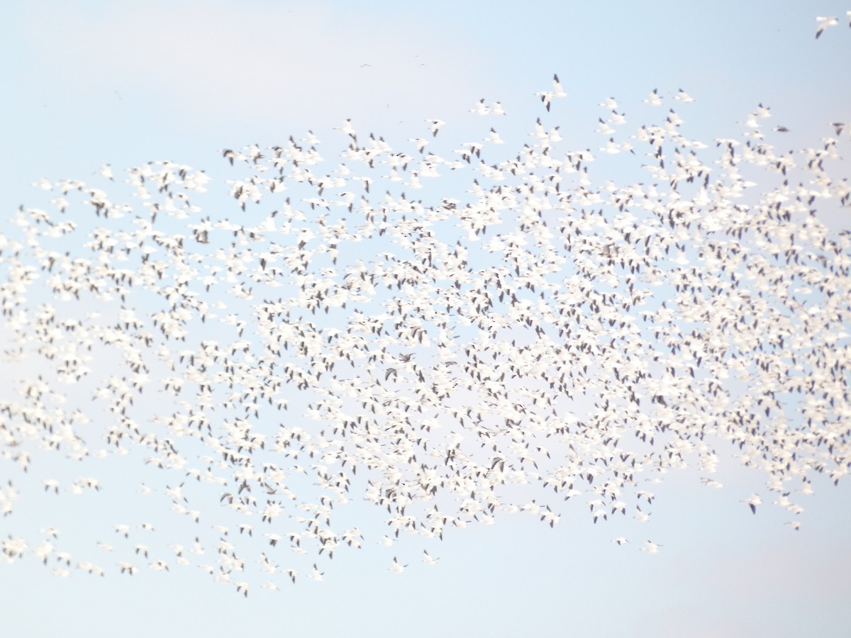 Snow Goose - ML622790439