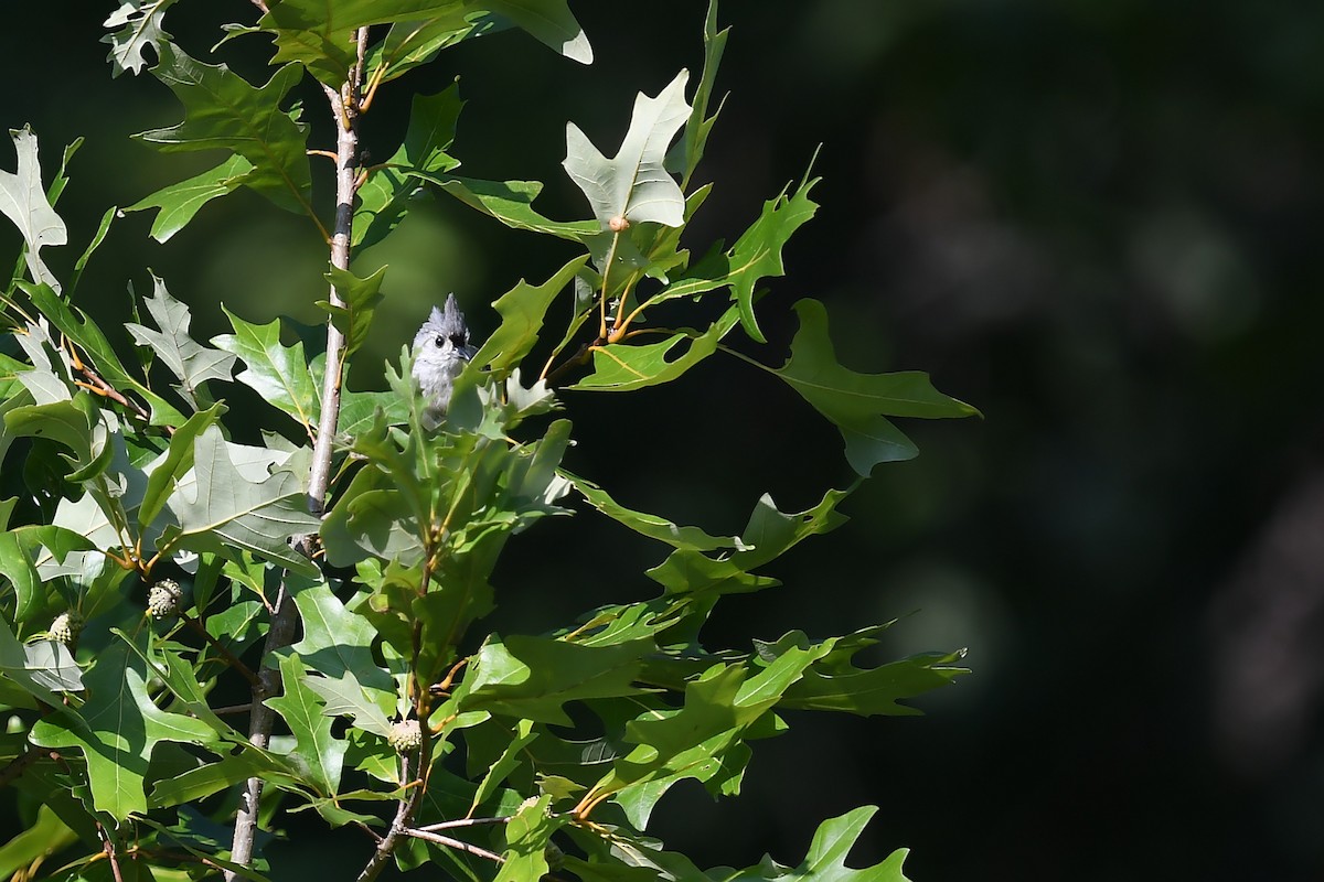 Tufted Titmouse - ML622790441