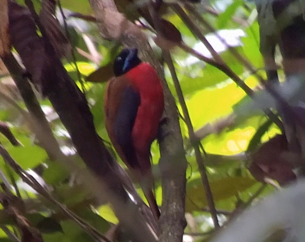 Cinnamon-rumped Trogon - ML622790442