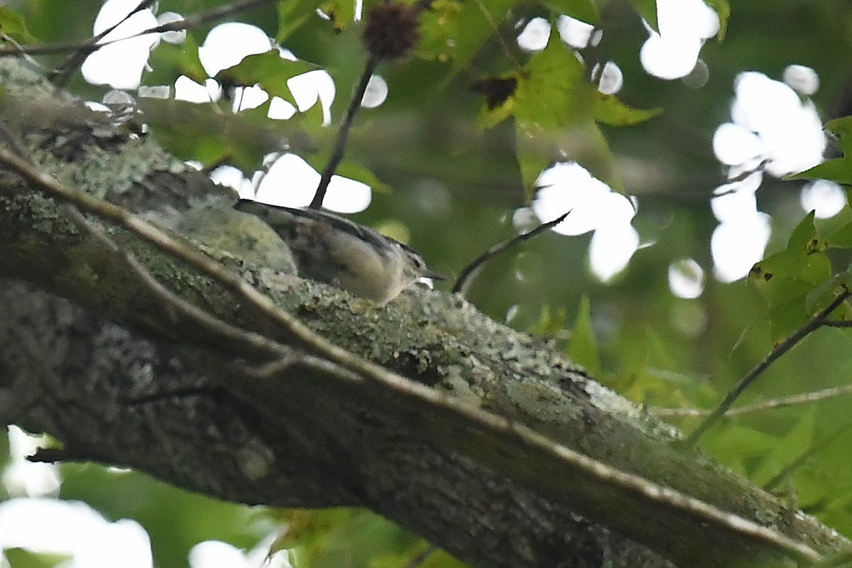 White-breasted Nuthatch (Eastern) - ML622790448