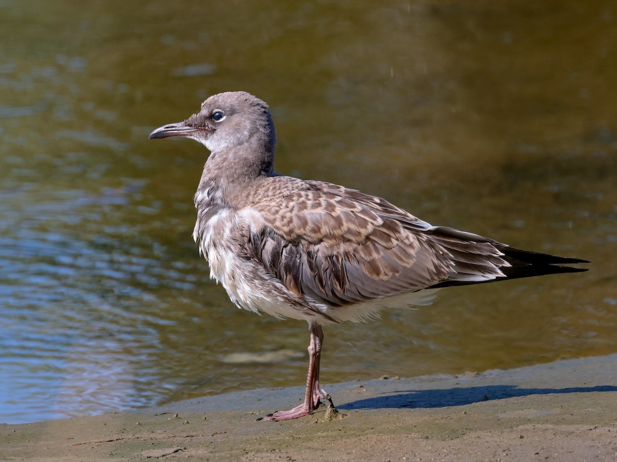 Laughing Gull - Mark Forney