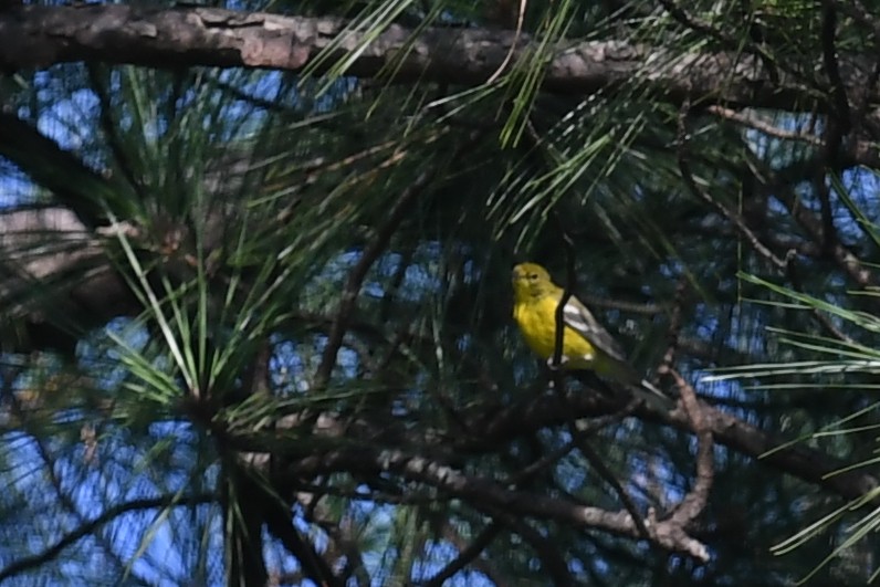 Pine Warbler - ML622790465