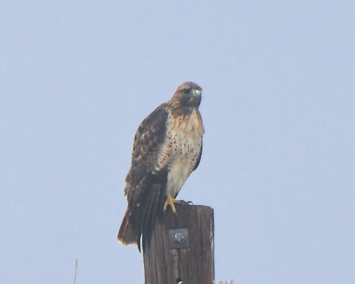 Red-tailed Hawk - Ted Wolff