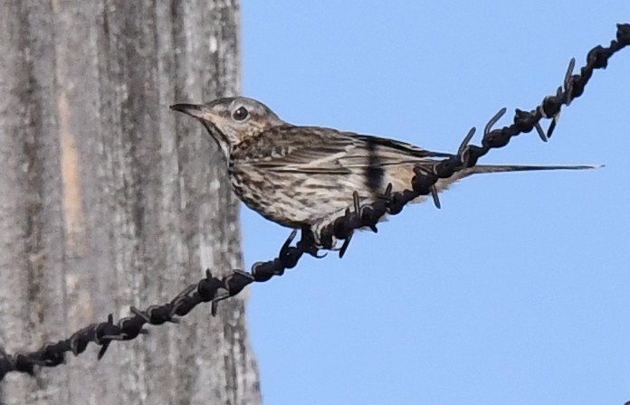 Sage Thrasher - Kristen Cart