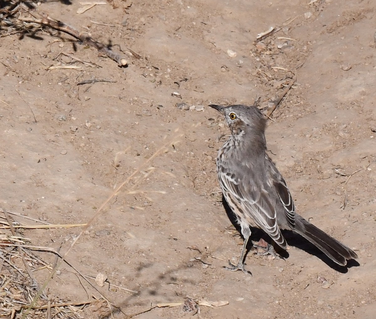 Sage Thrasher - Kristen Cart