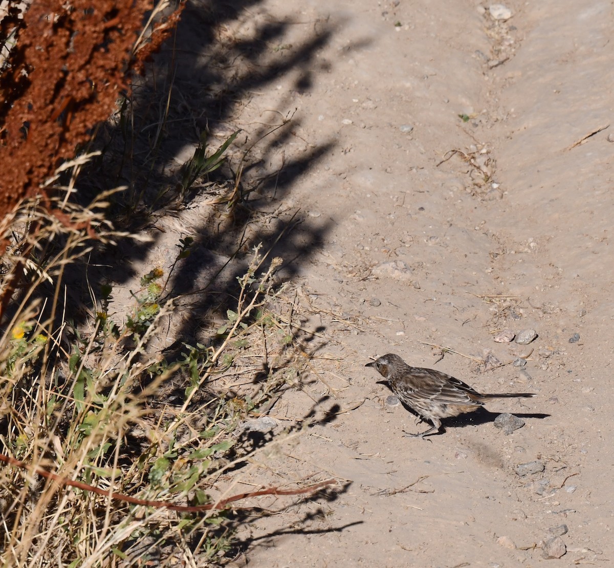 Sage Thrasher - Kristen Cart