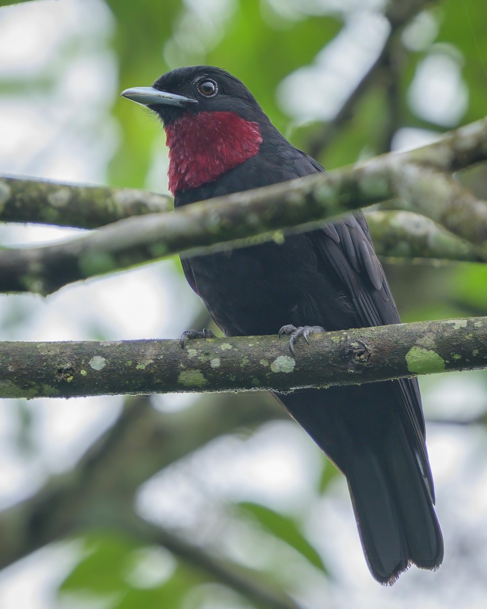 Purple-throated Fruitcrow - Sean Crockett