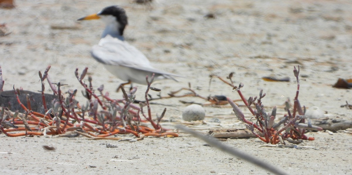 Least Tern - ML622790553