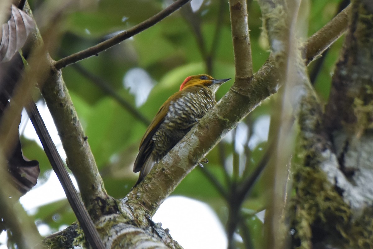 White-throated Woodpecker - ML622790558