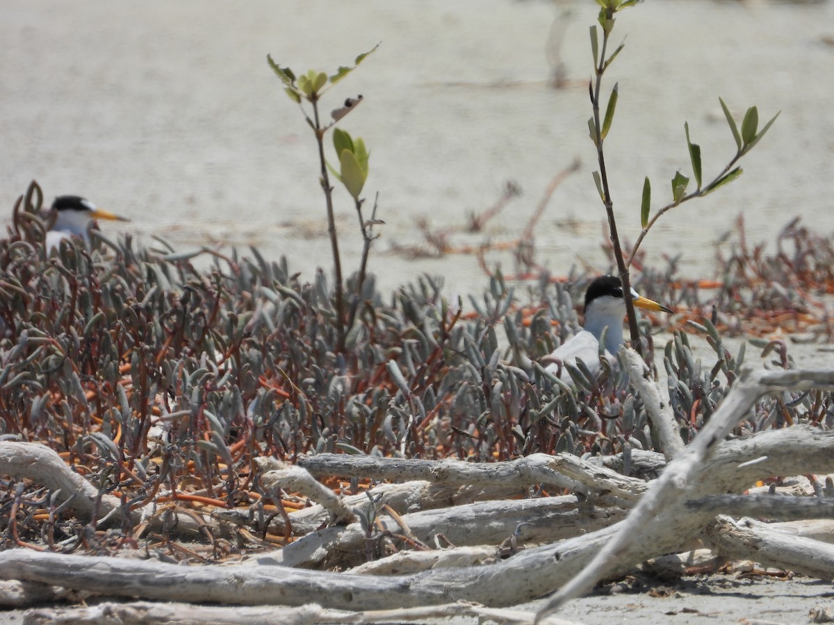 Least Tern - Manuel Pérez R.