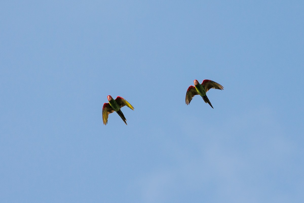 オナガアカボウシインコ - ML622790647