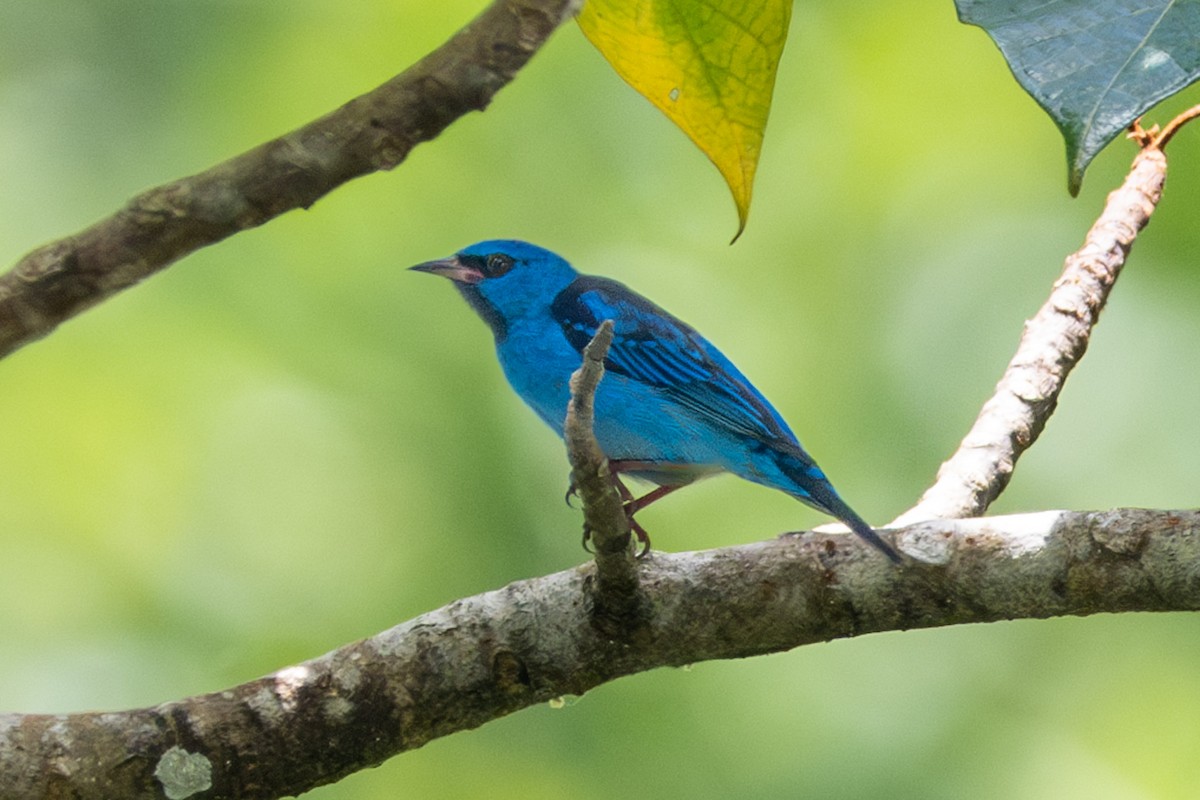 Blue Dacnis - ML622790651