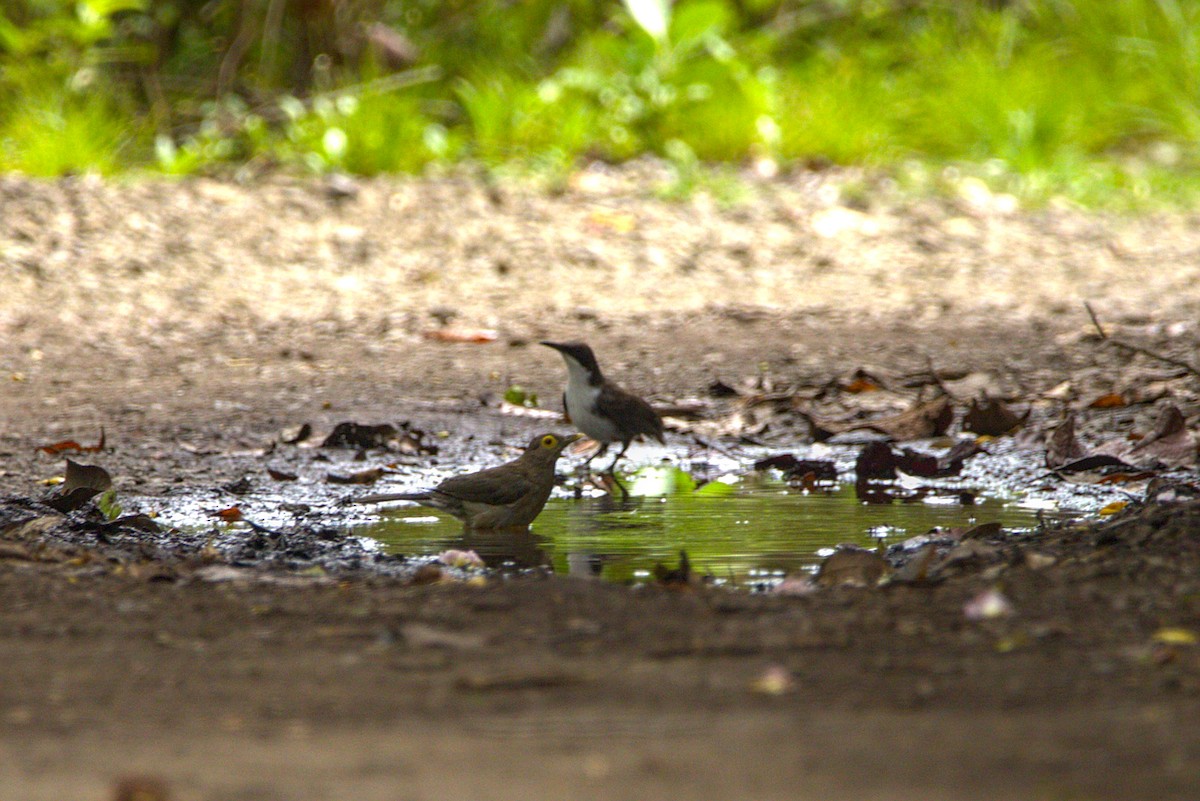 Spectacled Thrush - ML622790656