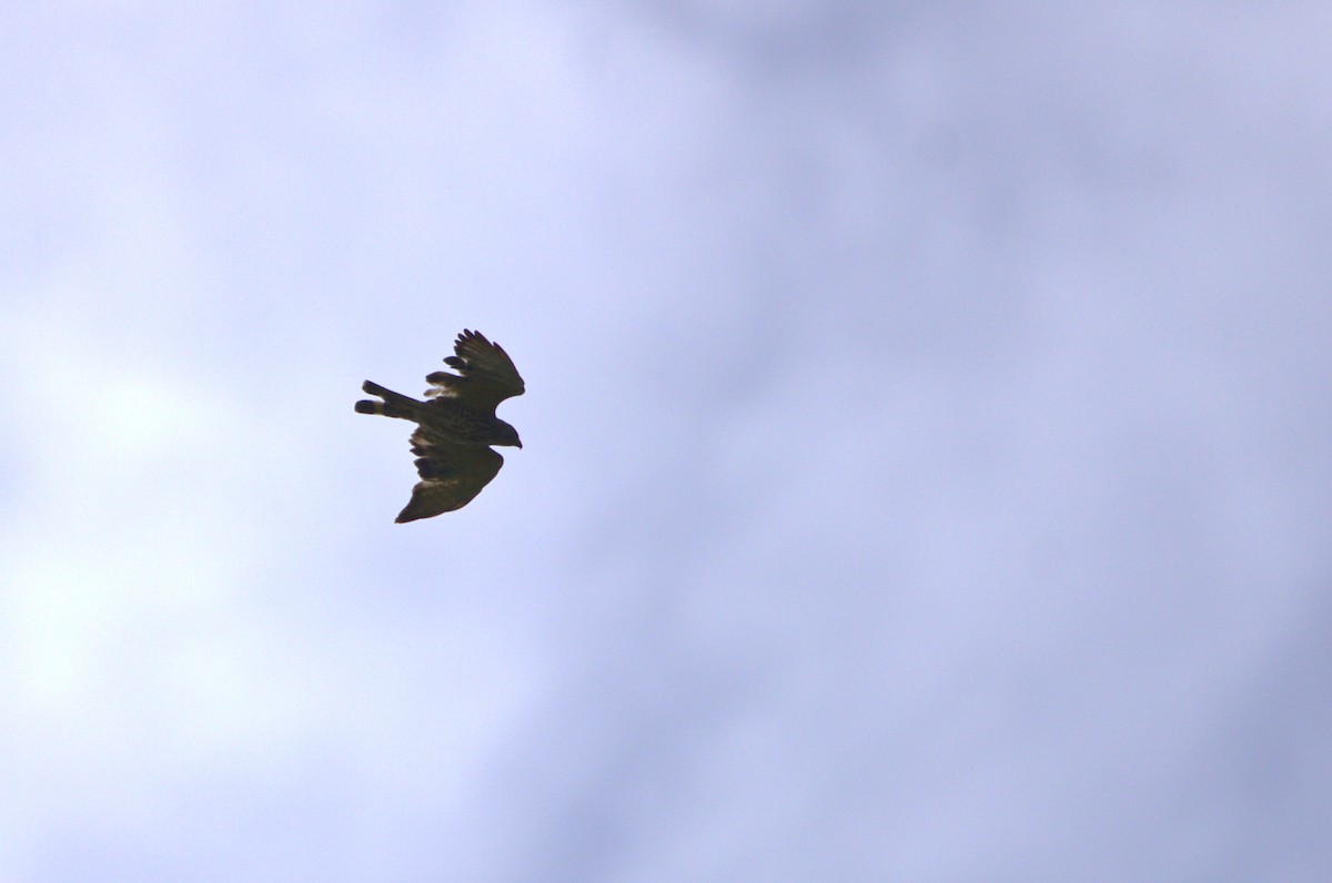 Broad-winged Hawk - ML622790802