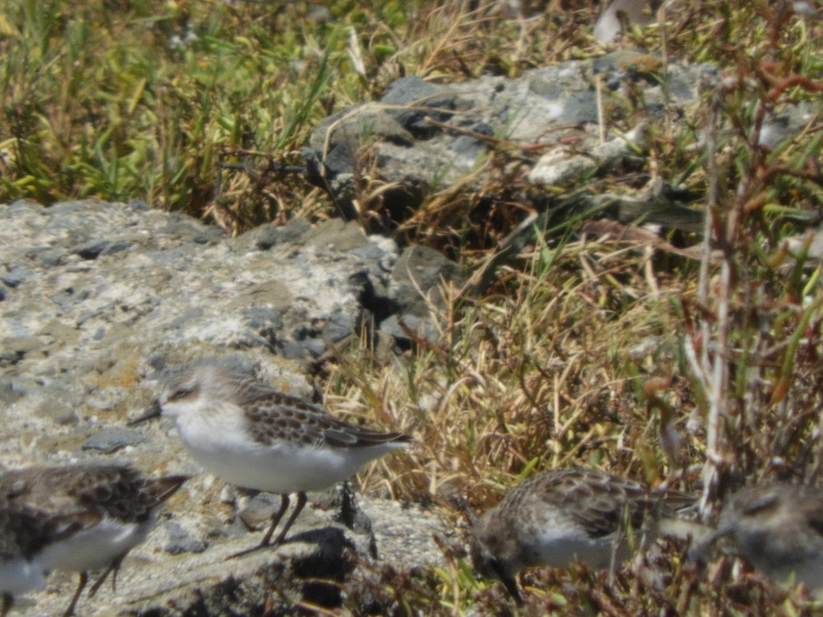 Semipalmated Sandpiper - ML622790814