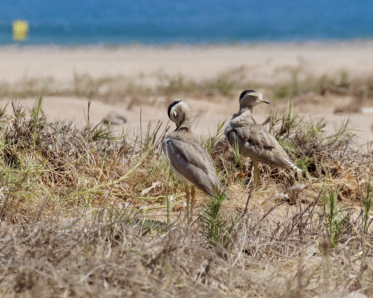 Peruvian Thick-knee - ML622790843