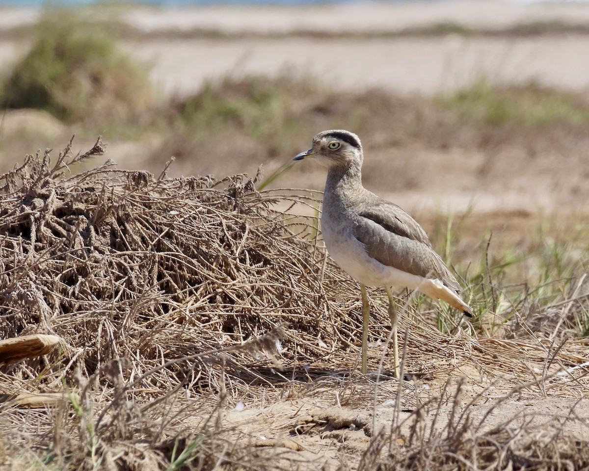 Peruvian Thick-knee - ML622790847