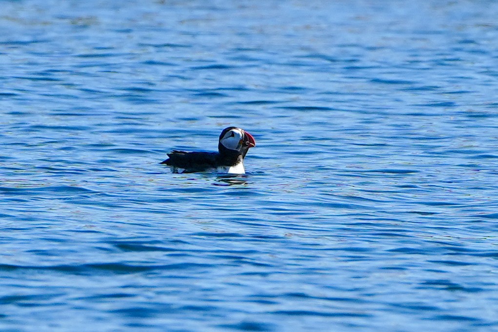 Atlantic Puffin - ML622790868