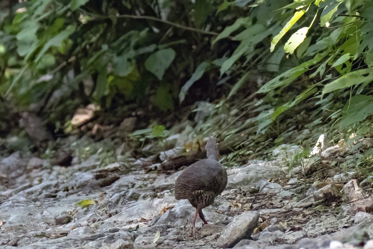 Thicket Tinamou - ML622790876