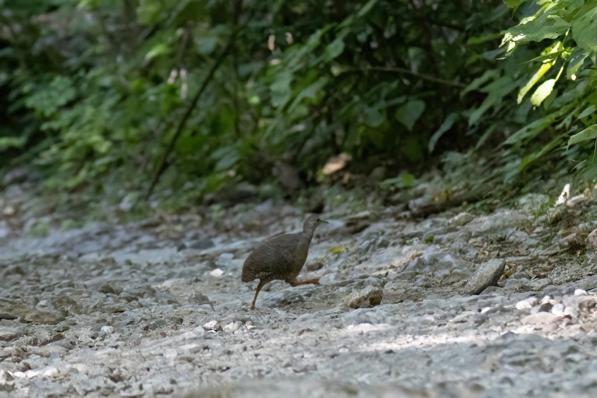 Tinamou cannelle - ML622790880