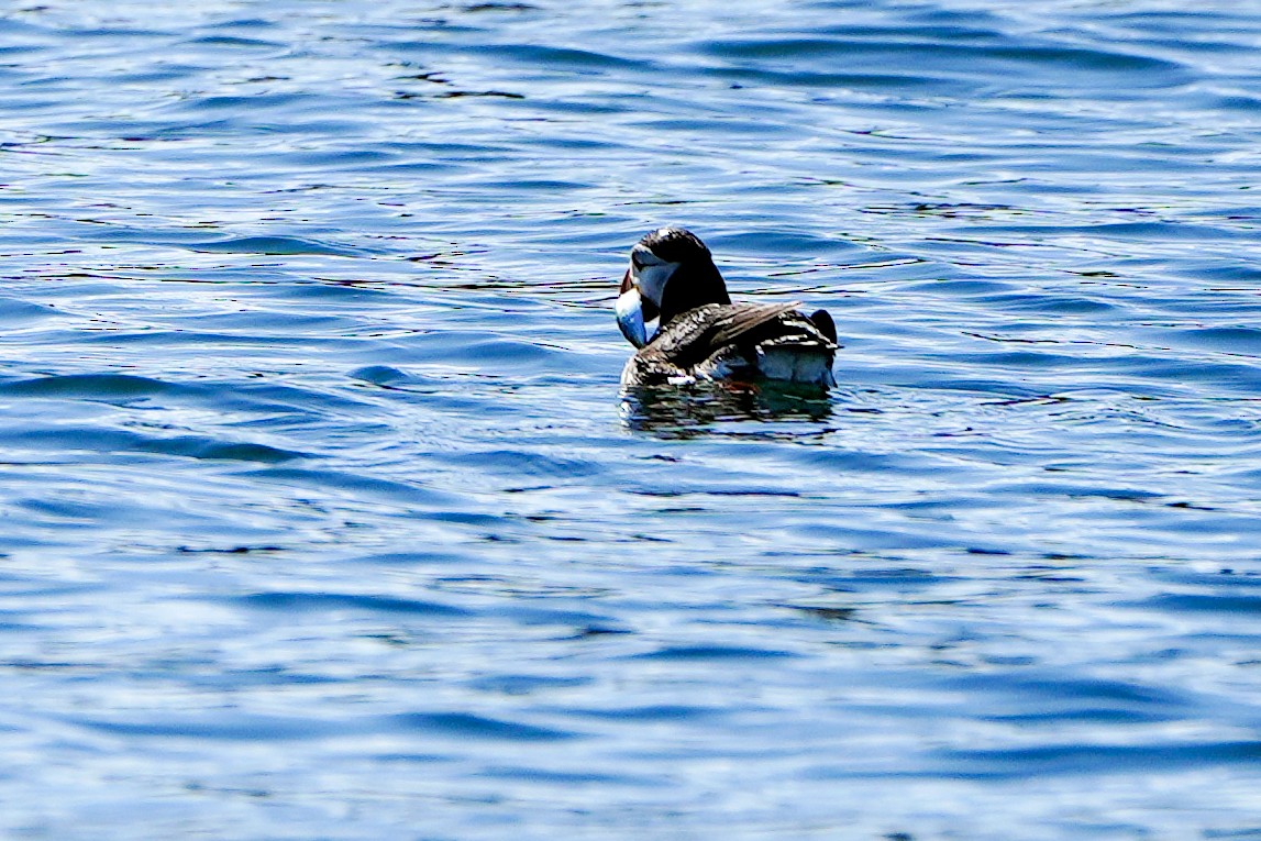 Atlantic Puffin - ML622790889