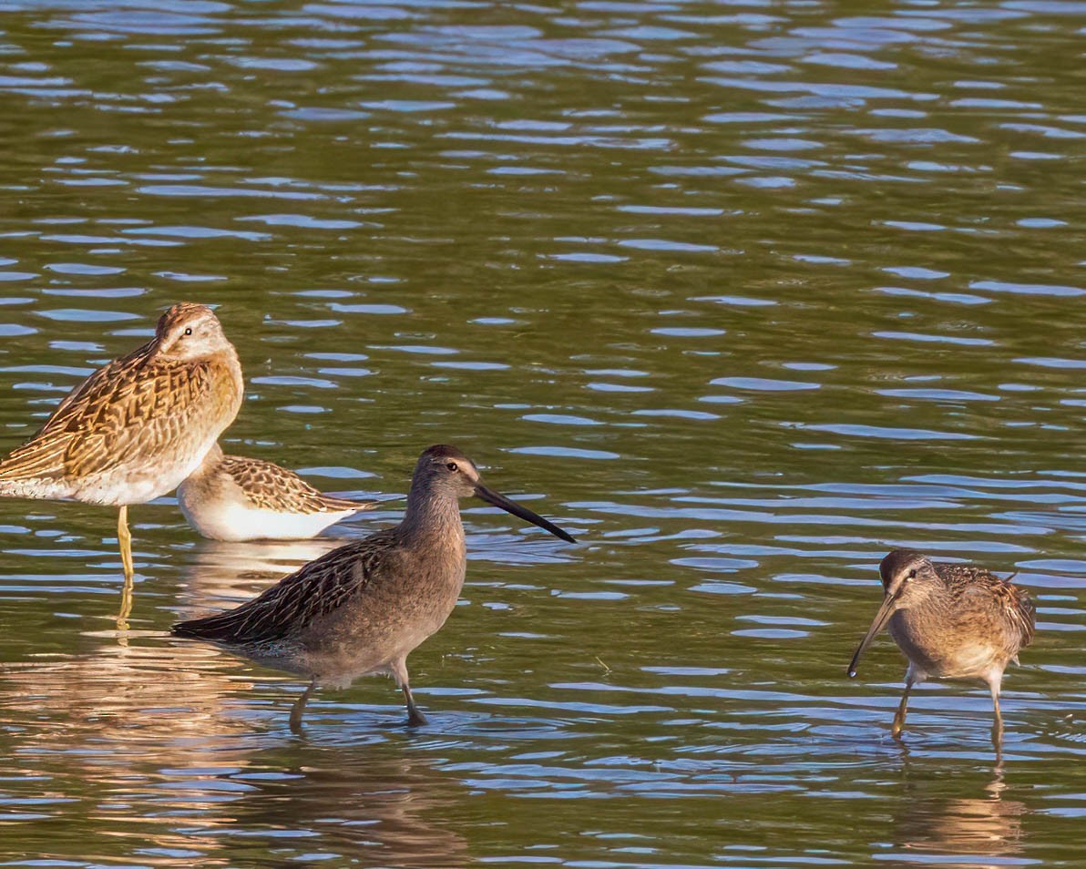 Short-billed Dowitcher - Robert Viveiros