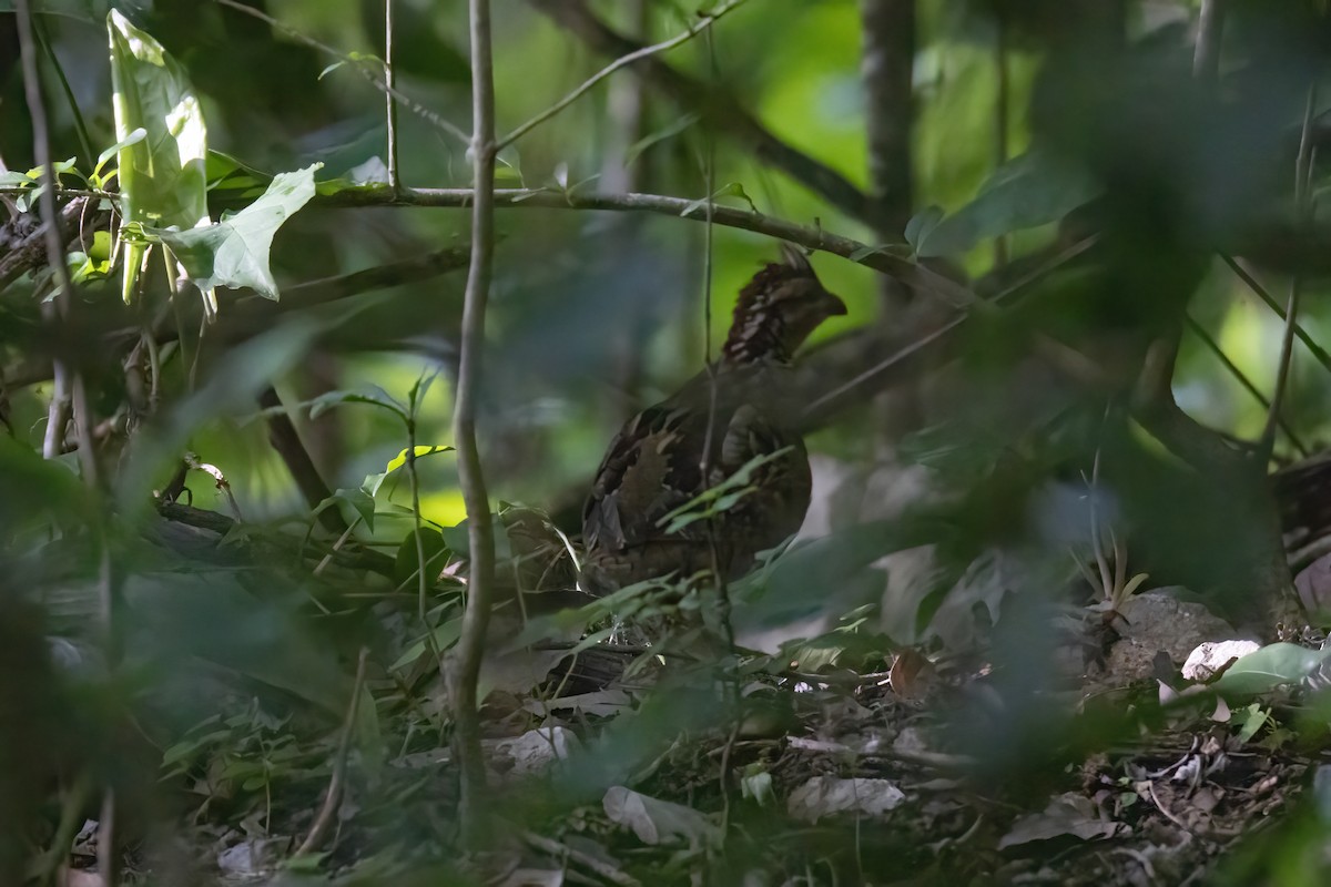 Singing Quail - Janet Stevens