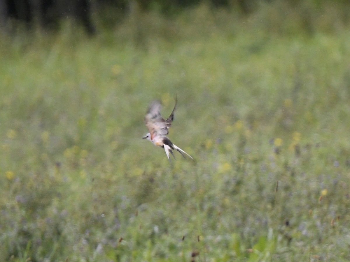 Scissor-tailed Flycatcher - Lyne Charron