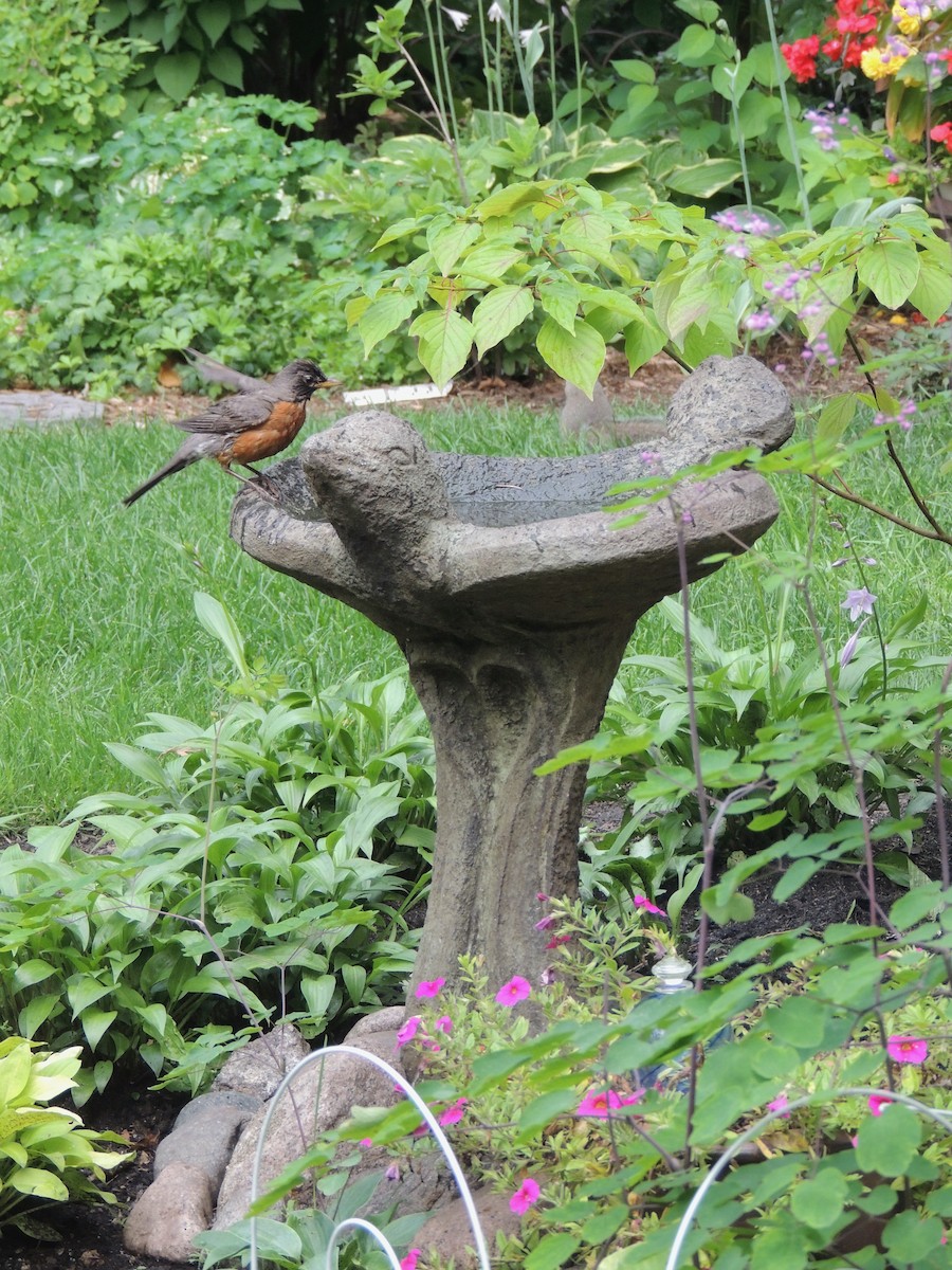 American Robin - Nancy Henke