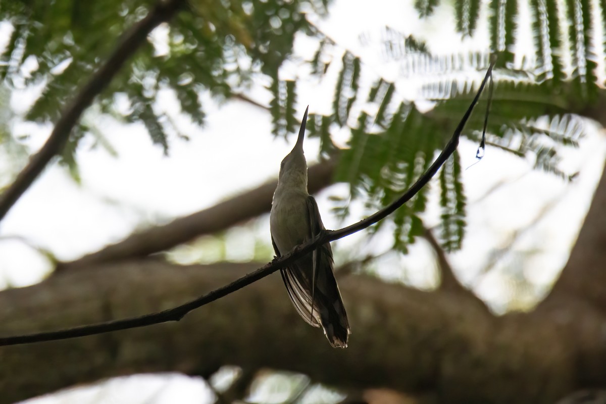 Wedge-tailed Sabrewing (Curve-winged) - ML622790924