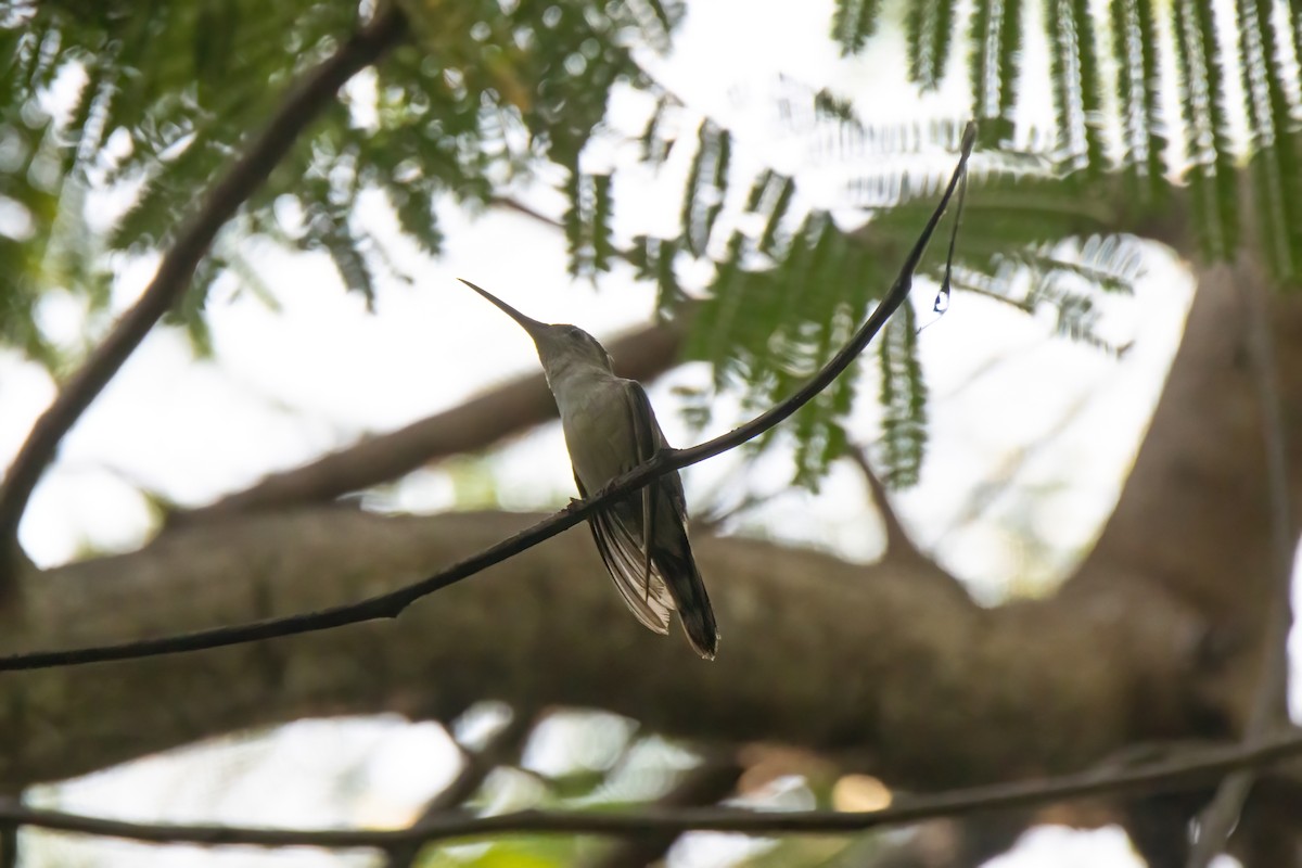 Wedge-tailed Sabrewing (Curve-winged) - ML622790925