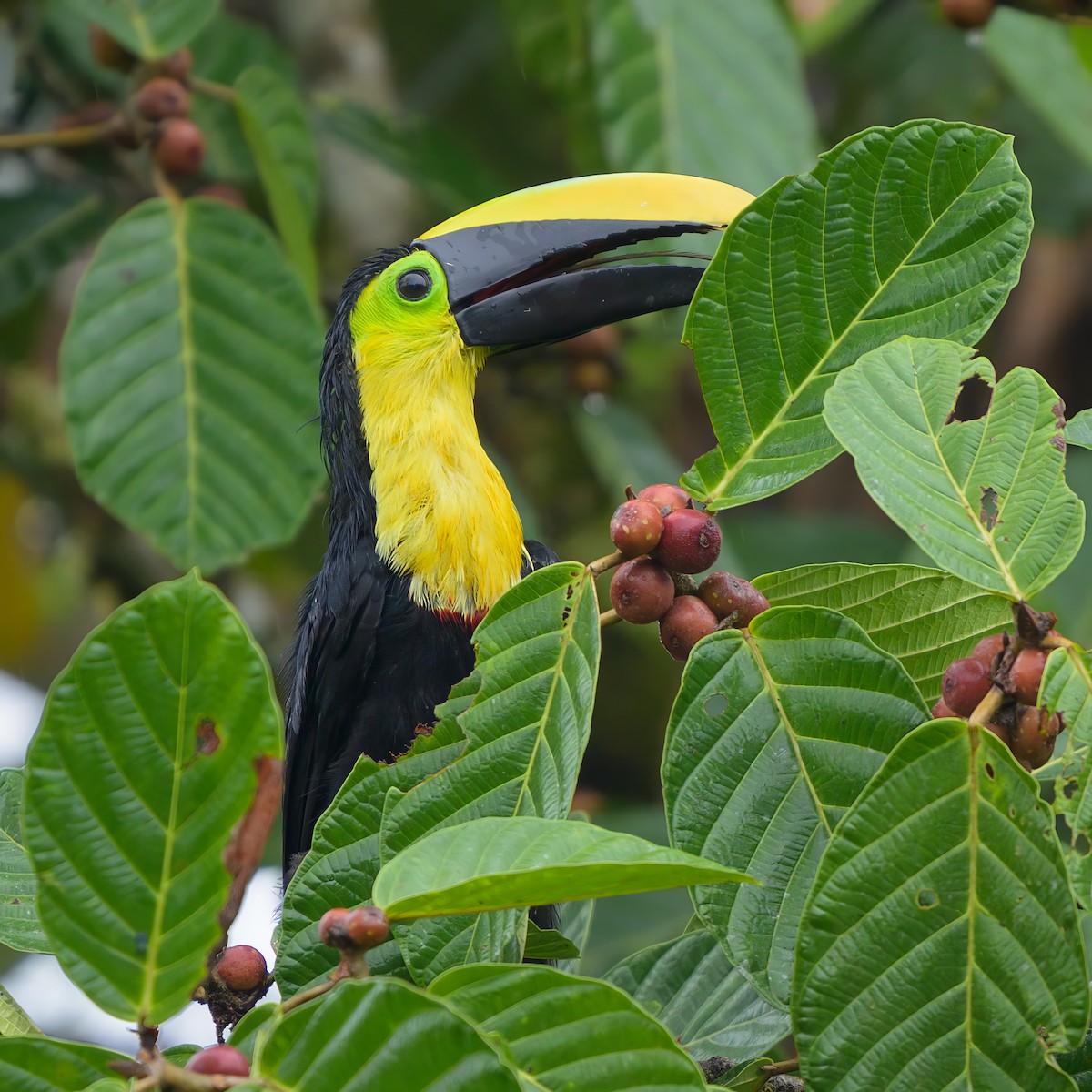 Choco Toucan - Sean Crockett