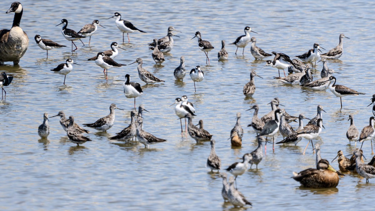 Black-necked Stilt - ML622790962