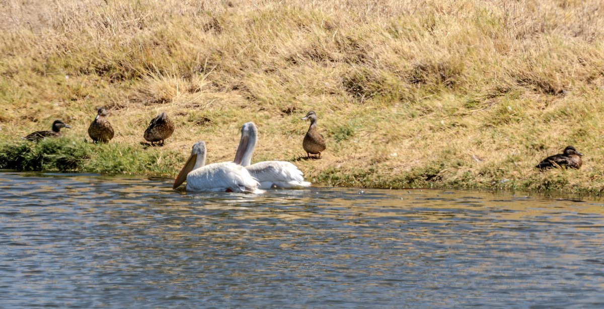 American White Pelican - ML622790975