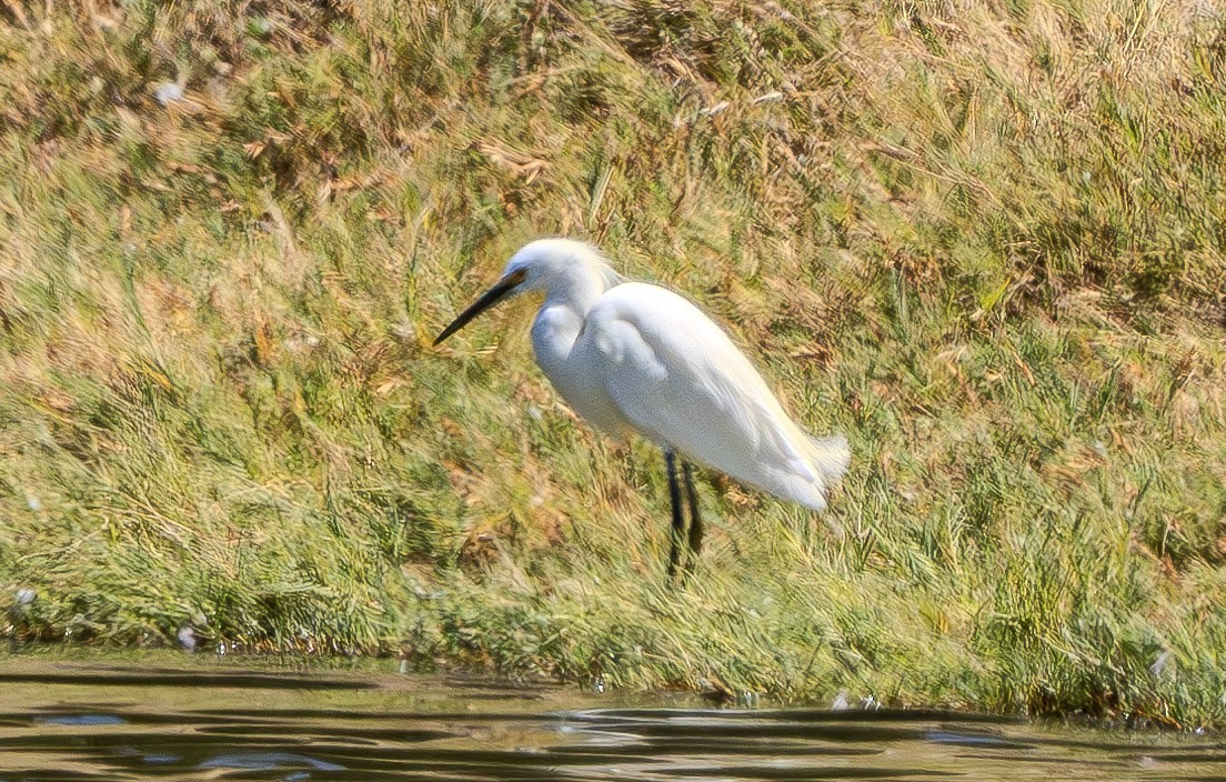 Snowy Egret - ML622790978